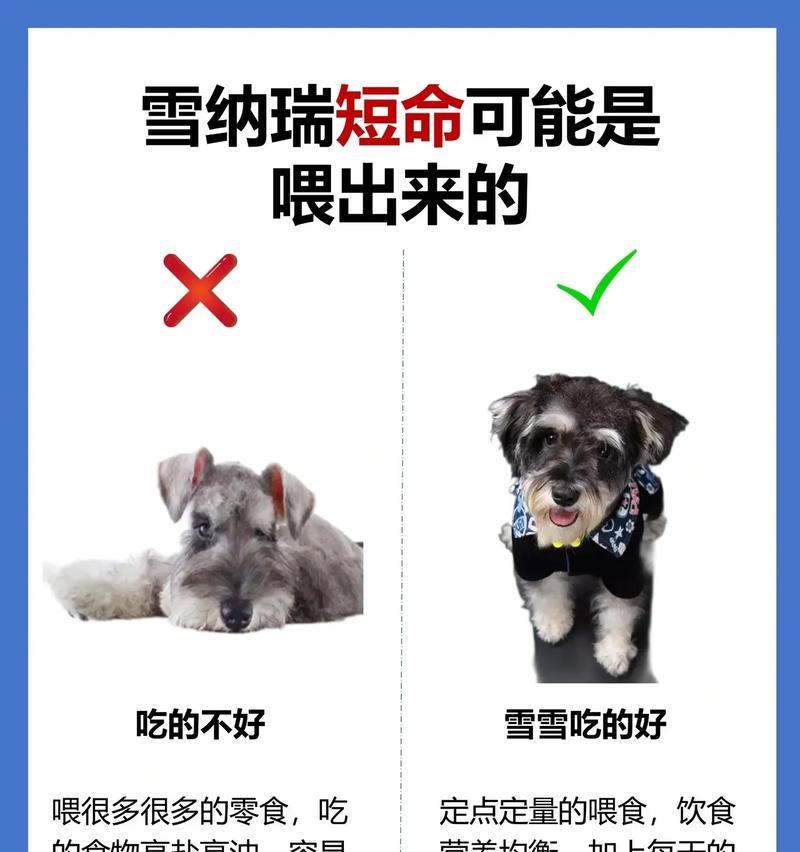 雪纳瑞每周应该吃多少食物？如何合理安排雪纳瑞的饮食？