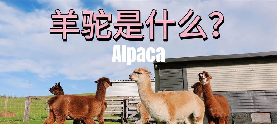 羊驼cp为何分道扬镳？背后原因是什么？