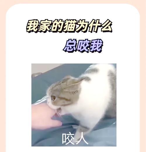 猫咪为什么喜欢咬猫粮？咬猫粮的行为背后有何原因？