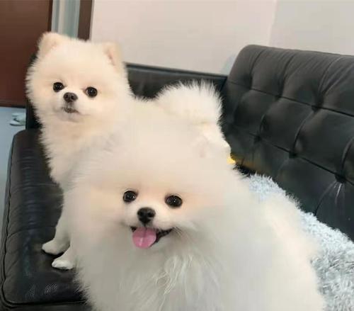 哪种体型小的宠物狗体味最大？小型宠物狗中哪一种体味最重？