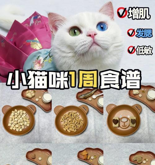 猫咪减肥时应选择哪种猫粮？如何制定合理的饮食计划？