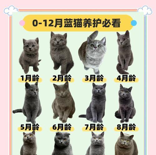 蓝猫流食怎么配猫粮好吃？最佳配方是什么？