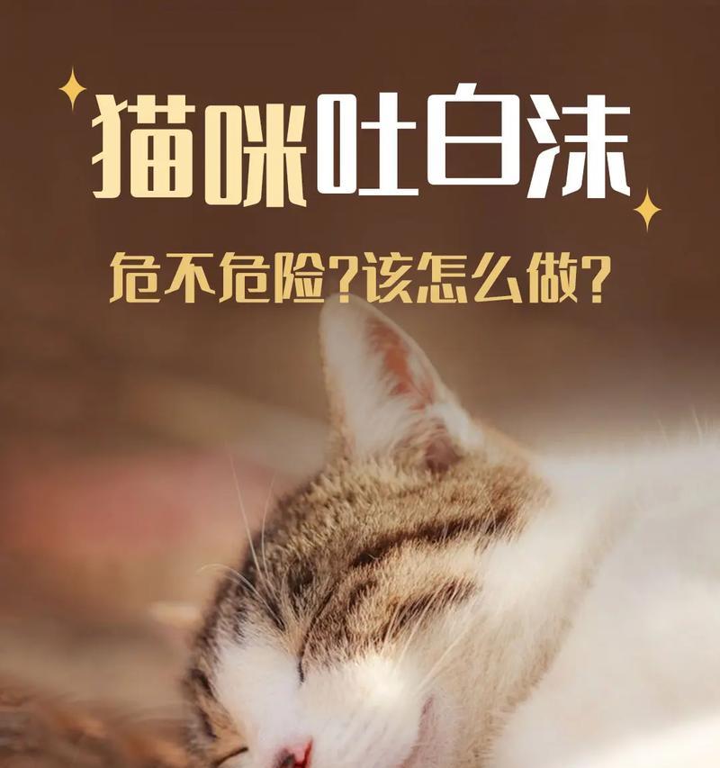 猫咪吐出猫粮和白泡沫正常吗？背后原因是什么？
