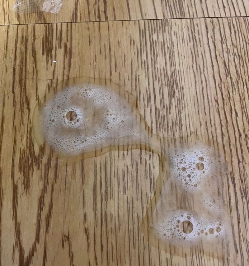 猫咪吐出猫粮和白泡沫正常吗？背后原因是什么？