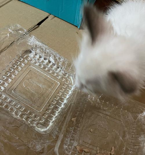 吃着猫粮甩头怎么回事啊