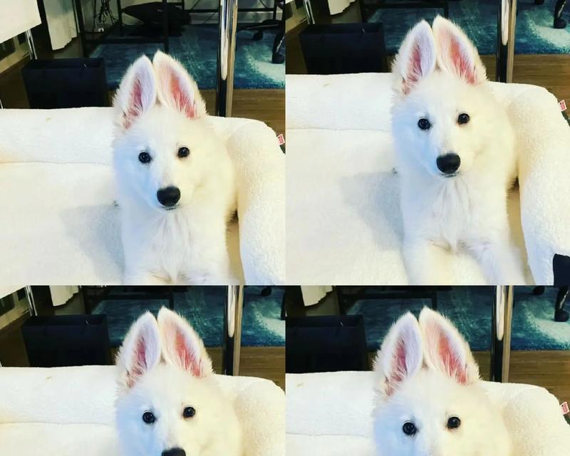 纯白德国牧羊犬成年后体重多少算正常？