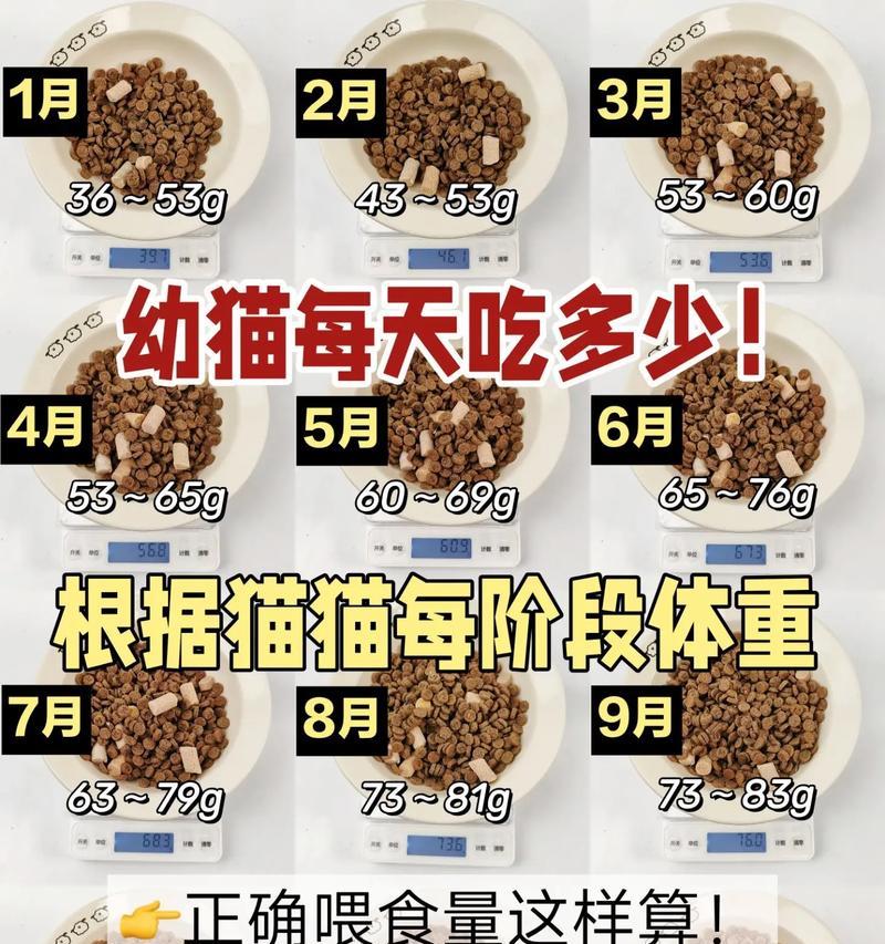 小猫一天中什么时候吃猫粮最多？