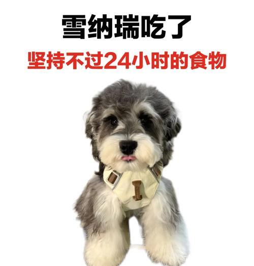 雪纳瑞体重多少算超标？如何判断是否过胖？
