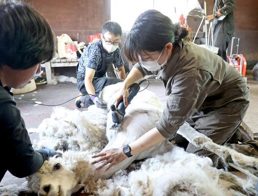 羊驼剪毛特效怎么弄？如何保持毛发的光泽？