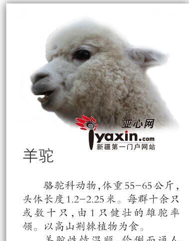 羊驼发情期如何处理？六个月大的羊驼发情怎么办？