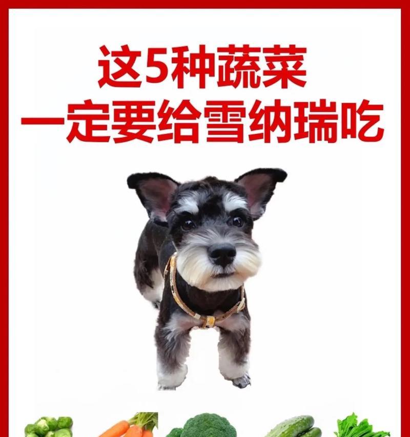 雪纳瑞八个月一天应该吃多少？如何根据体重调整食量？