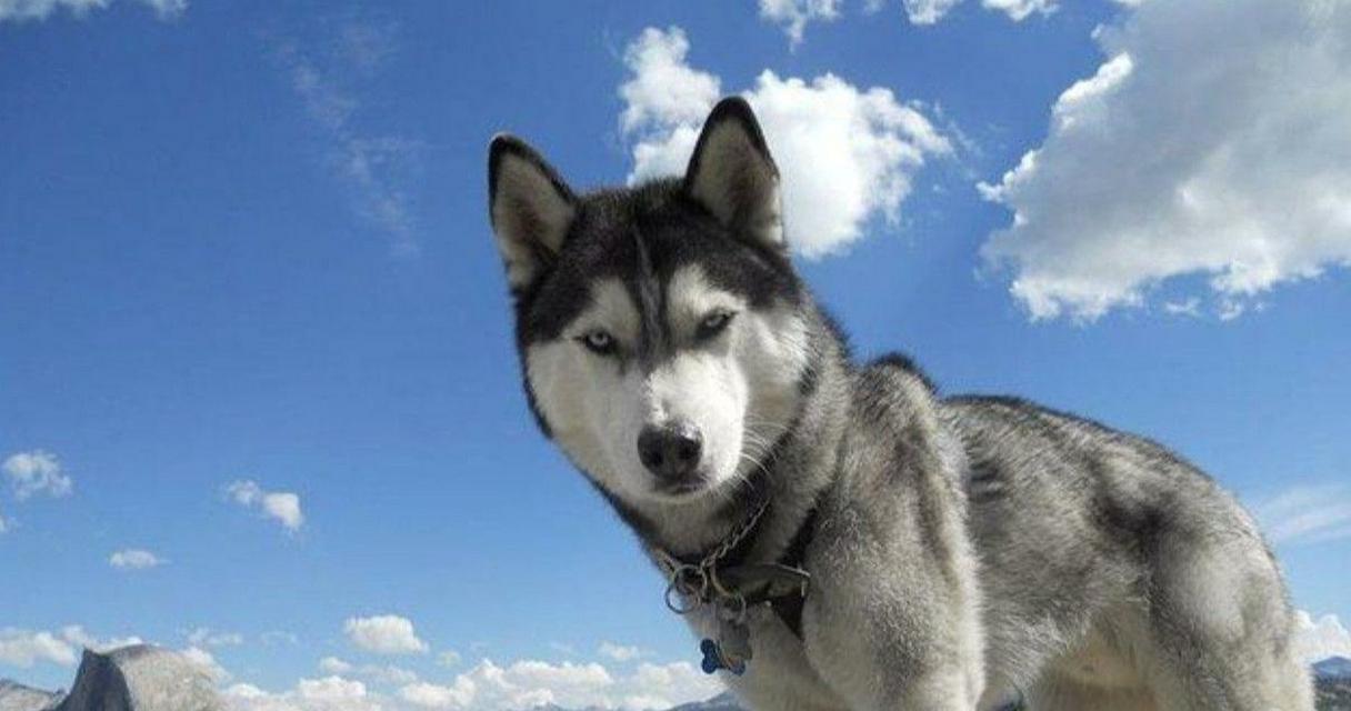 西伯利亚地区只有哈士奇吗？还有哪些犬种？