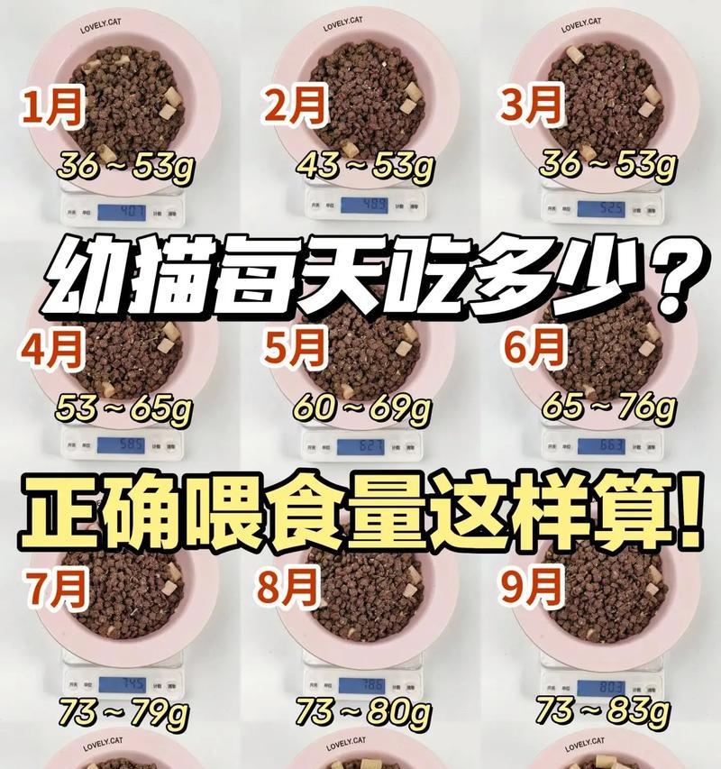 幼猫只能喂干猫粮吗为什么？猫为什么吃猫粮吃那么少？
