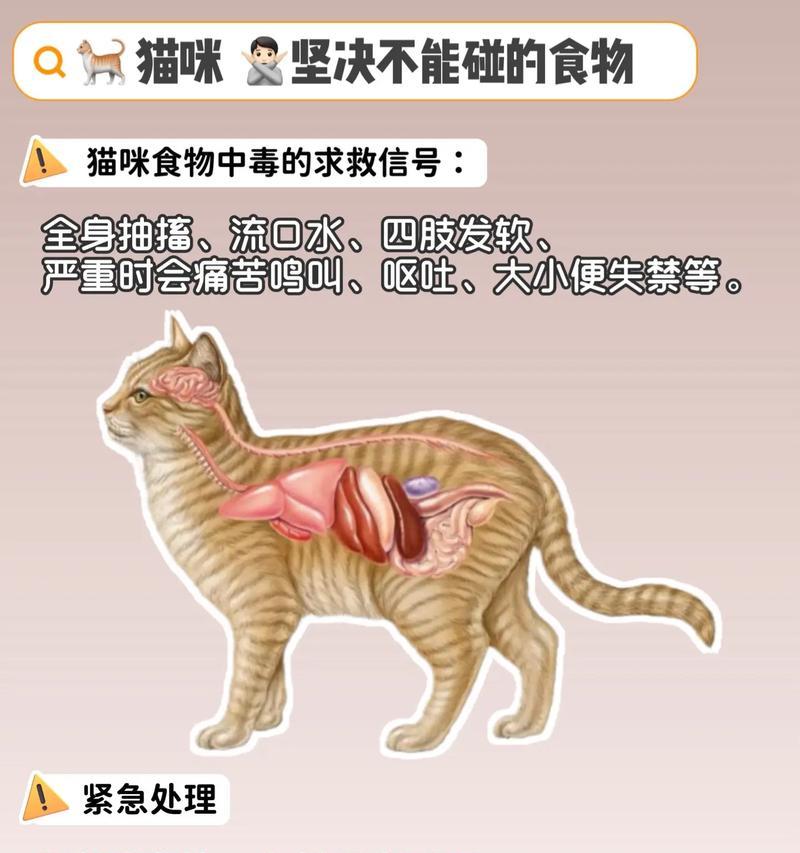猫是否必须吃猫粮？不吃猫粮的猫会有什么影响？