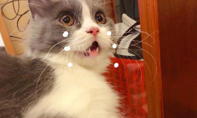 只吃猫粮的猫咪需要刷牙吗？为什么刷牙是必要的？