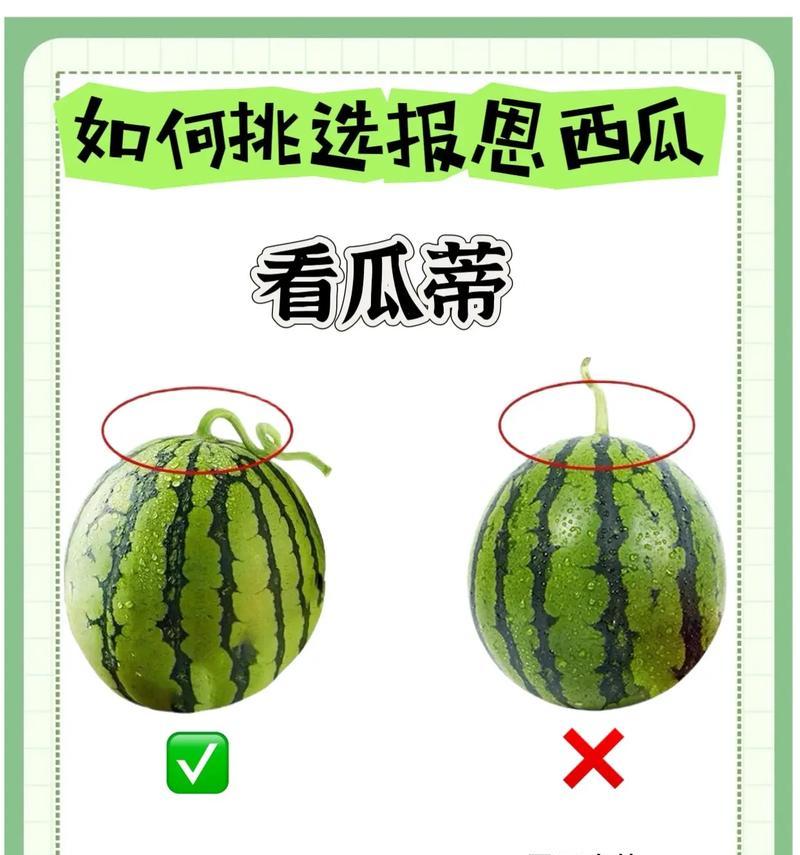 如何挑选适合猫粮的西瓜？