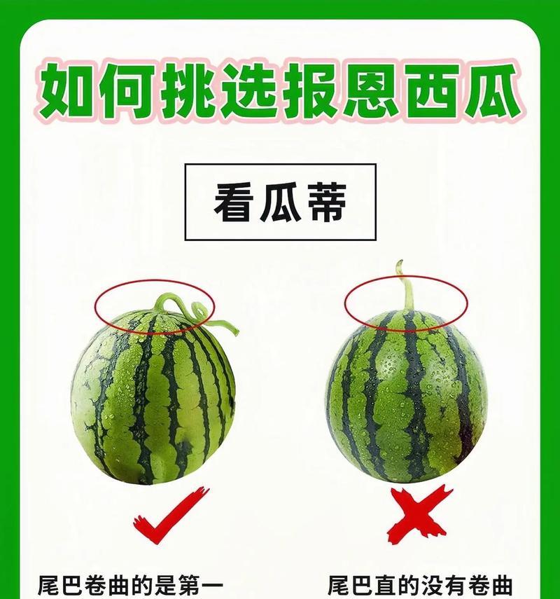如何挑选适合猫粮的西瓜？