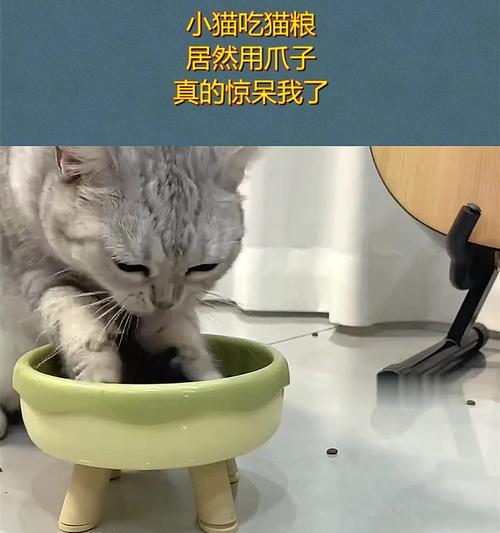 猫咪吃猫粮看起来可怜吗？背后的原因是什么？