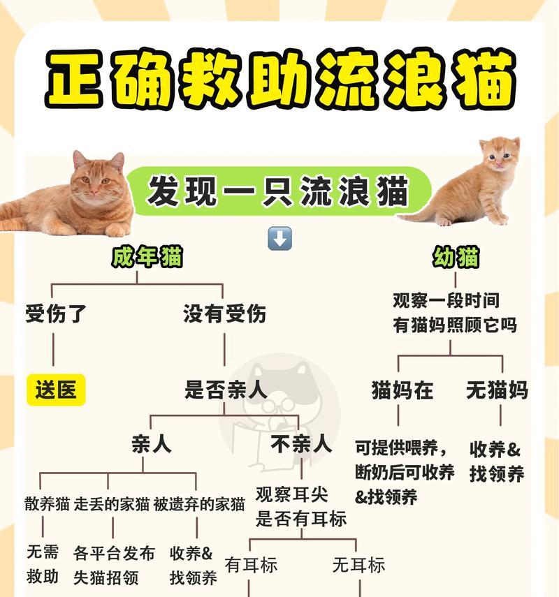 流浪猫不吃家里的猫粮怎么办？如何吸引流浪猫？