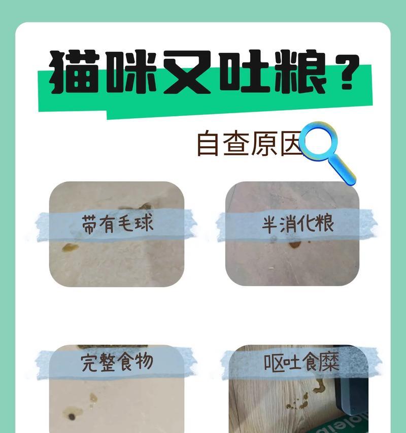 猫咪吐出的猫粮怎么处理？是否需要看兽医？