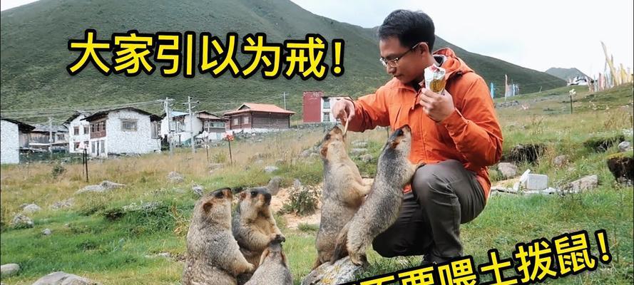 土拨鼠误食猫粮的处理方法是什么？
