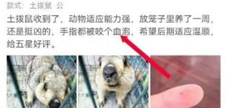 土拨鼠误食猫粮的处理方法是什么？