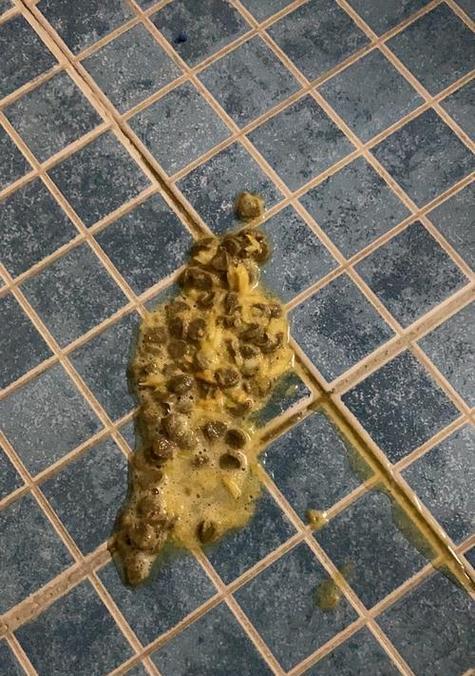 猫咪为何会呕吐整粒猫粮？