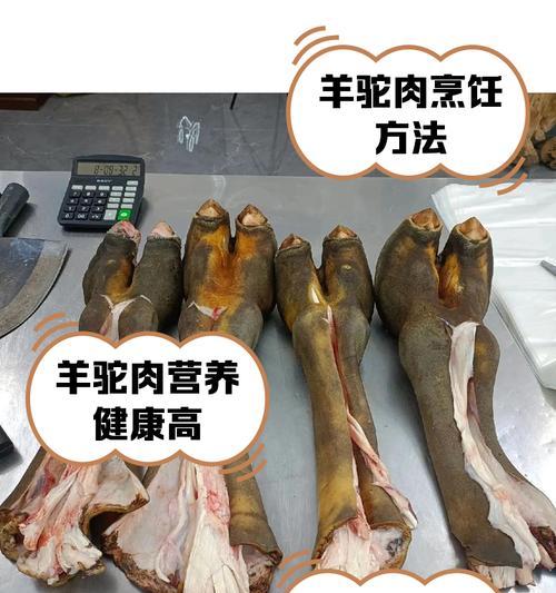 羊驼食用牛肉后会有哪些反应？