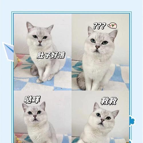 猫粮出现臭味的原因是什么？如何处理猫粮的异味问题？