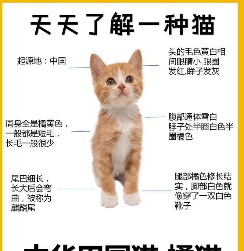 中国哪种猫最温顺？它们是否需要猫粮？