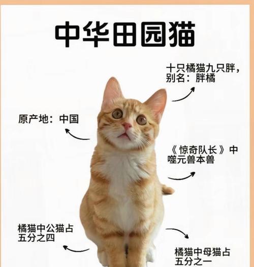 中国哪种猫最温顺？它们是否需要猫粮？
