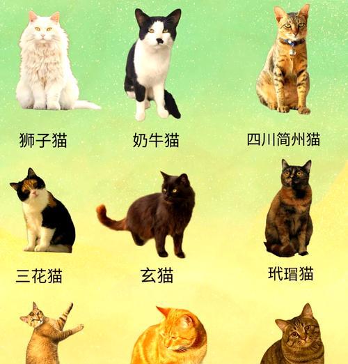 中国哪种猫最温顺？它们是否需要猫粮？