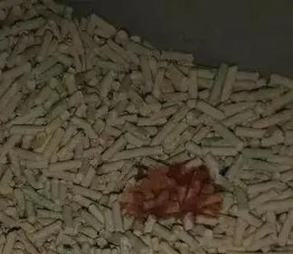 猫食用猫粮后出现尿血症状怎么办？是否需要立即就医？