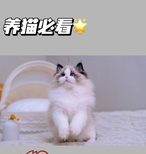 布偶猫可以脱毛吗为什么？脱毛的原因和处理方法是什么？