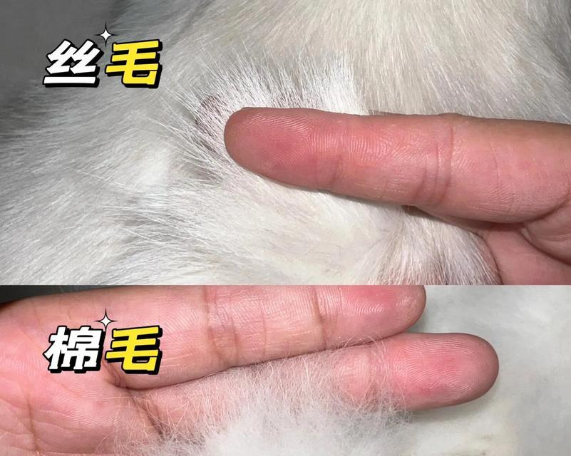布偶猫可以脱毛吗为什么？脱毛的原因和处理方法是什么？