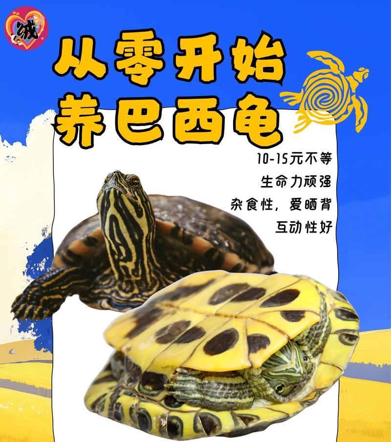 巴西龟冬天换水的频率是多少？不换水会怎样？