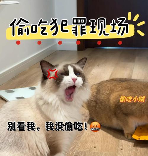 猫从门缝扒拉猫粮会怎么样？如何防止猫咪偷食？