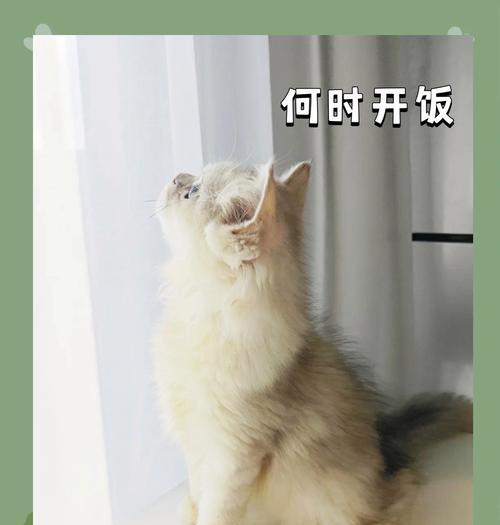 猫从门缝扒拉猫粮会怎么样？如何防止猫咪偷食？