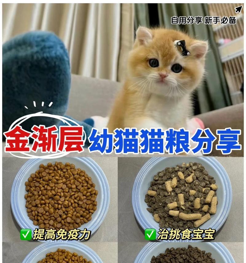 金渐层母猫适合吃什么猫粮？如何选择合适的猫粮？