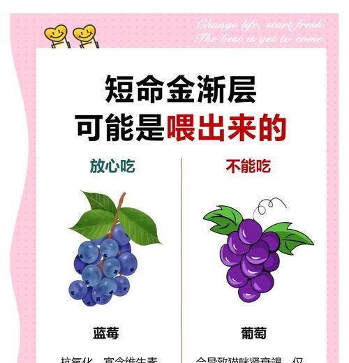 金渐层母猫适合吃什么猫粮？如何选择合适的猫粮？
