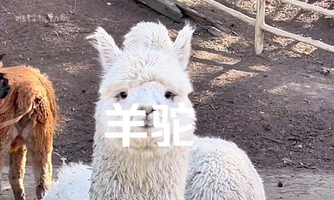 羊驼吐舌头是什么原因引起的？这是正常行为吗？