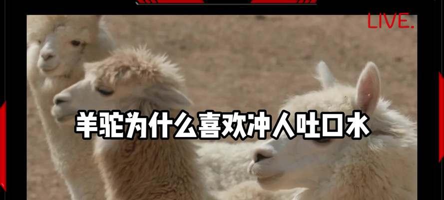 羊驼吐舌头是什么原因引起的？这是正常行为吗？