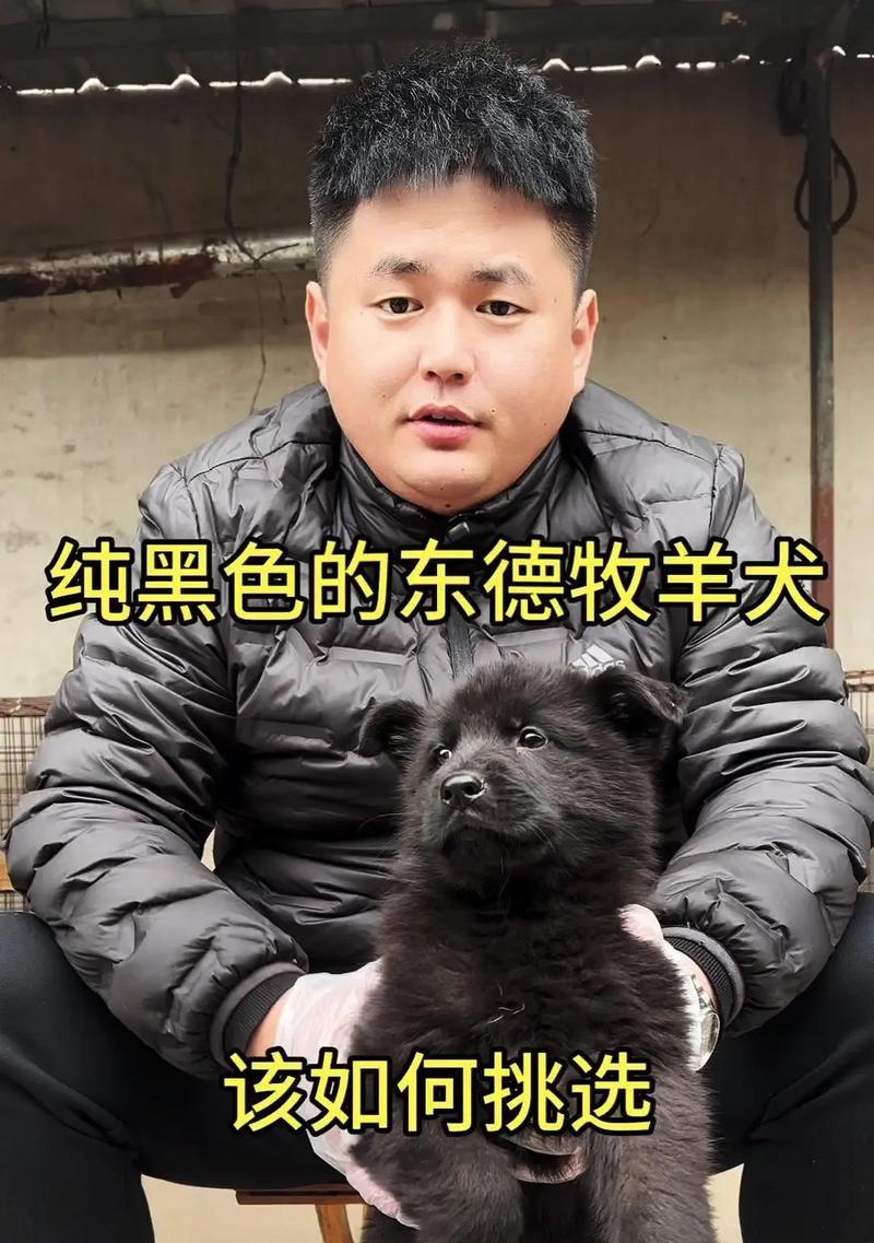 黑德牧幼犬价格是多少？购买时应注意哪些问题？