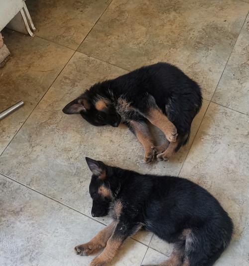 黑德牧幼犬价格是多少？购买时应注意哪些问题？
