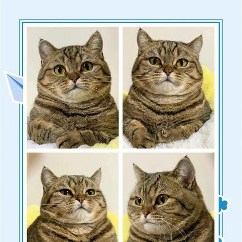 猫咪埋猫粮行为背后的含义是什么？