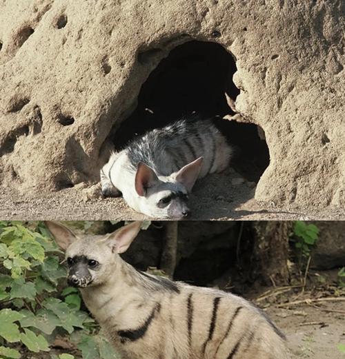 土狼为何会喜欢猫粮的味道？