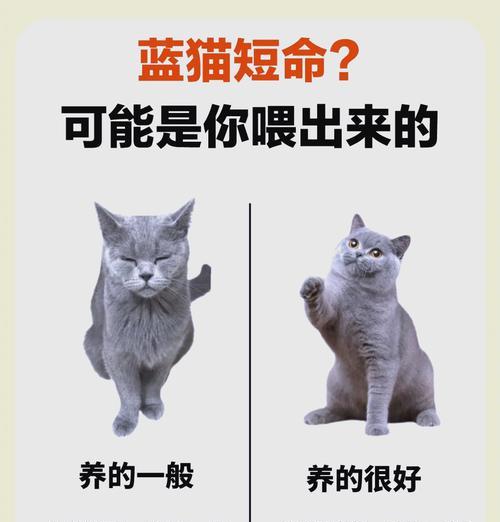 蓝猫掉毛严重时猫粮的选择是什么？