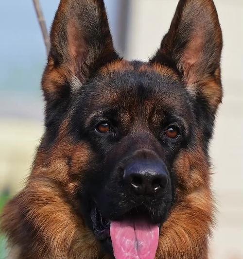 德牧精品成年犬能养吗多少钱？购买和养护成本是多少？
