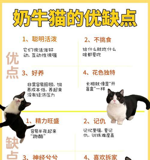 奶牛猫可以挑什么猫粮？如何选择适合奶牛猫的猫粮？