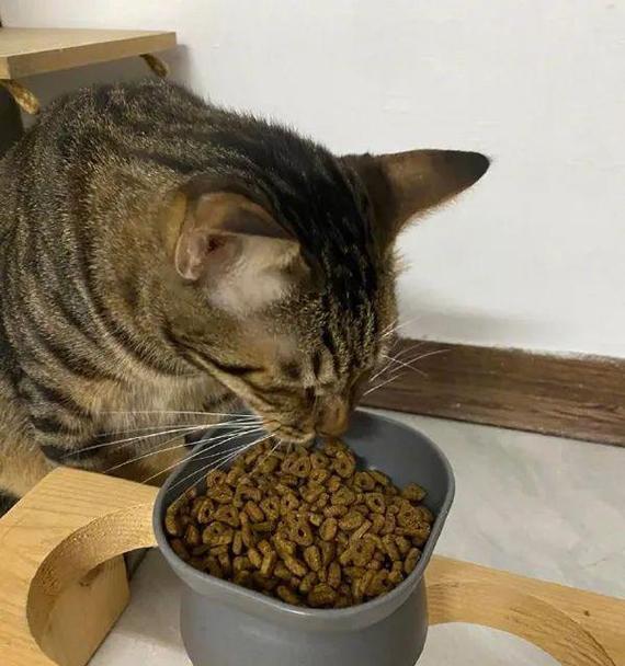 野猫吃猫粮叫什么名字？这是什么品种的猫？